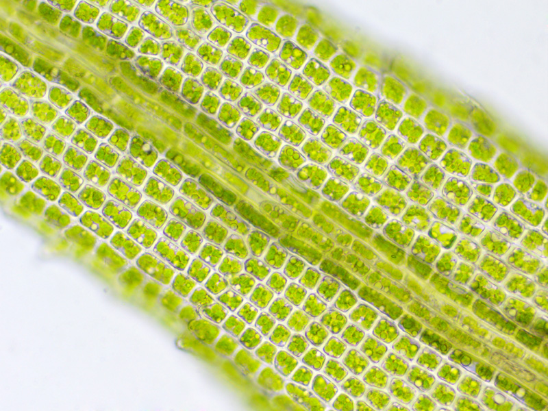 Saelania glaucescens